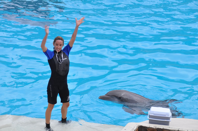 six flags swim with dolphins