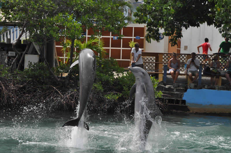 Discover Dolphin Discovery in Tortola Swim with dolphins in the Caribbean