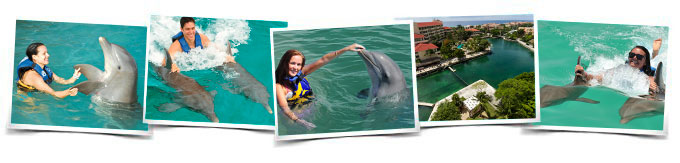 Dolphin Royal Swim Dolphin Royal Swim