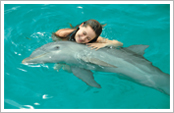 Dolphin Encounter