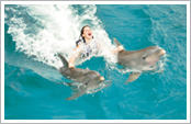 Dolphin Royal Swim
