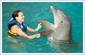 Dolphin Swim Adventure
