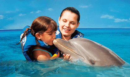 swim with dolphins