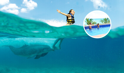 swim with dolphins