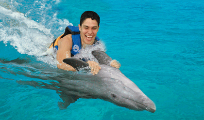 swim with dolphins