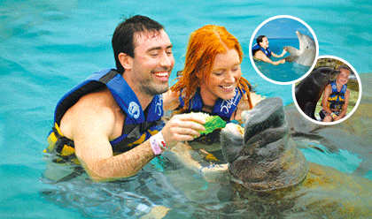 swim with dolphins