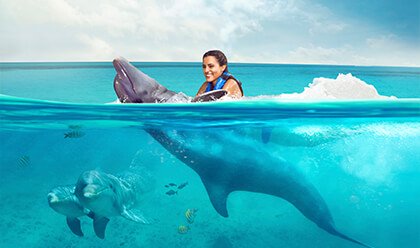 Dolphin Swim Adventure Dolphin Swim Adventure