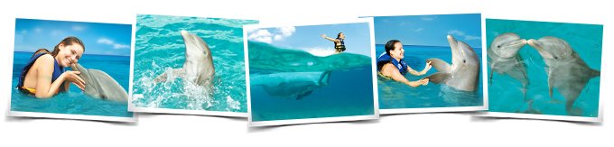 Swim with dolphins Six Flags M�xico