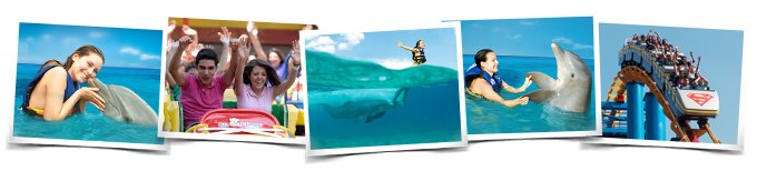 Six Flags + Dolphin Swim