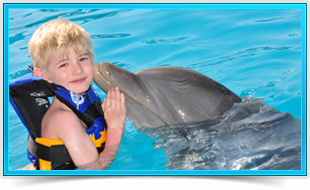 Six Flags Dolphin Encounter Program