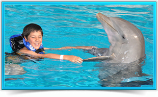 Six Flags Swim with Dolphins