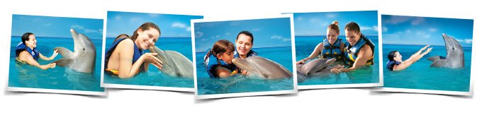 Swimming with dolphins interactive programs