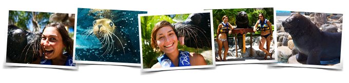 Sea Lion Discovery Vallarta