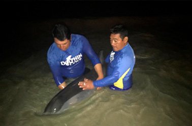 THE DOLPHIN COMPANY AND ITS TALENTED TEAM OF VETERINARIANS RESCUE MARINE LIFE.