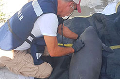 DOLPHIN DISCOVERY PARTICIPATES IN THE RESCUE PLAN FOR THE MANATEES IN TABASCO