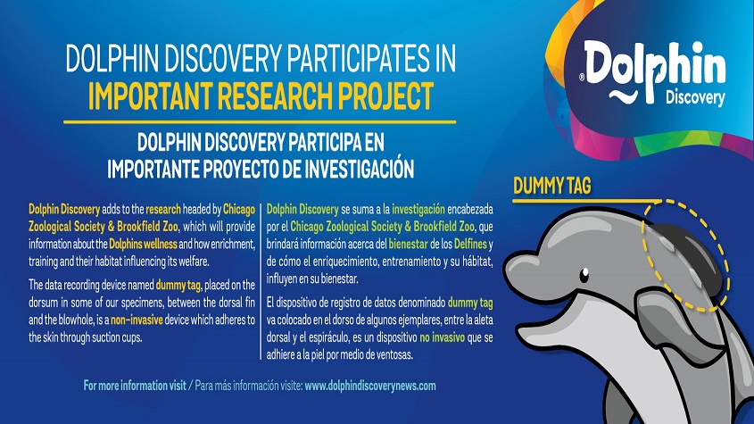 DOLPHIN DISCOVERY PARTICIPATES IN AN INTERNATIONAL PROJECT FOR THE CETACEANS� WELFARE