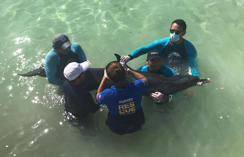 RESCUE OF A STRANDED DOLPHIN IN THE YUCATAN