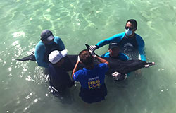 RESCUE OF A STRANDED DOLPHIN IN YUCATAN