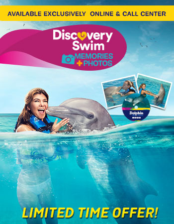 Dolphin Encounter Memories