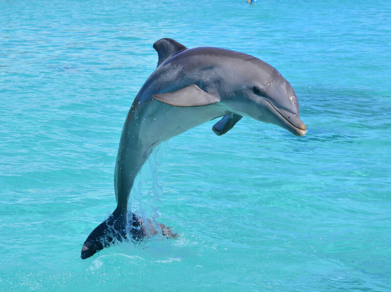 Picture Of A Dolphin 10