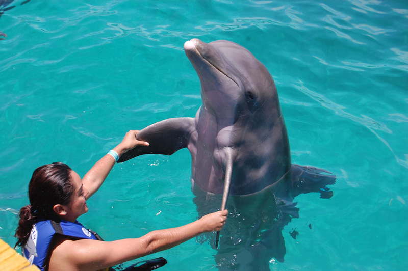 Image result for dolphin