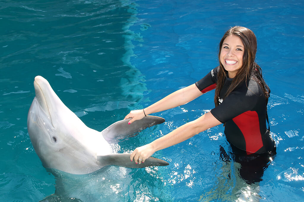 Swimming With Dolphin Tours Panama City Beach Dolphin Discovery