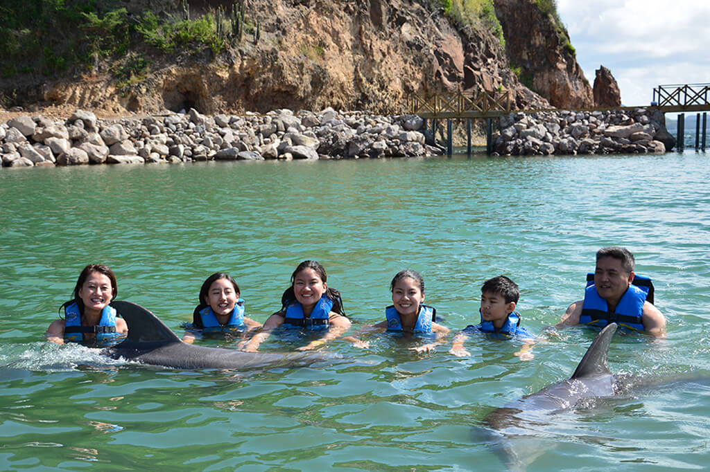 swim with dolphins in saint kitts with dolphin discovery