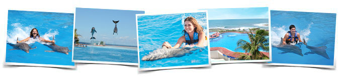 Dolphin Tulum-Akumal swim with dolphins