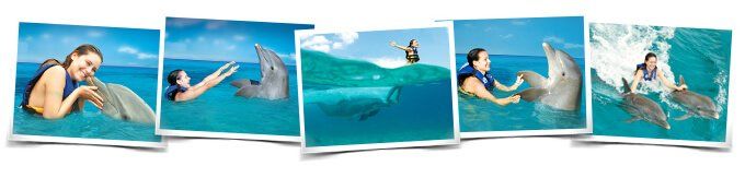 Anguilla swim with dolphins