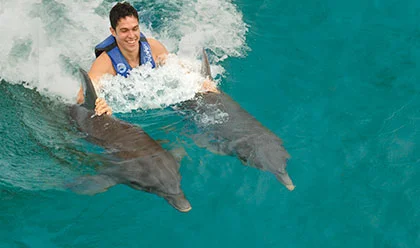 Dolphin Royal Swim 