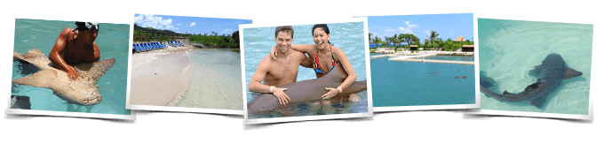 Dolphin Royal Swim Isla Mujeres