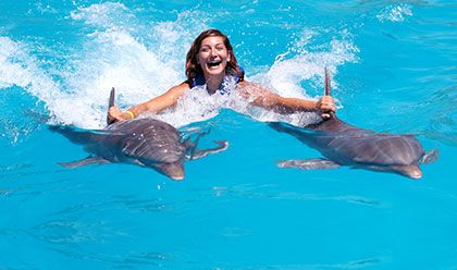 Dolphin Royal Swim Dolphin Royal Swim