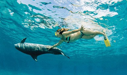 Dive with dolphins