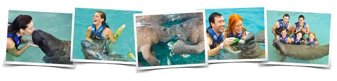 Swimming with Manatee Interactive Program