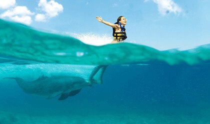 Paradise Island Cozumel Activities | Dolphin Discovery