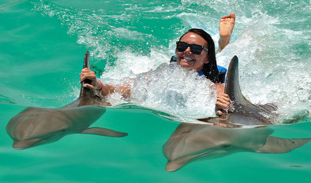 Dolphin Royal Swim 