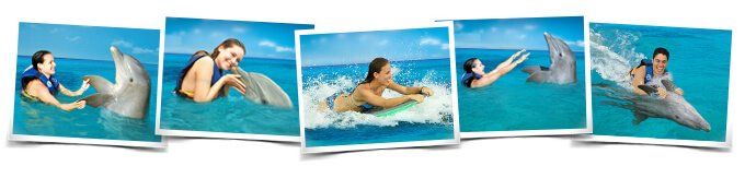Swimming with dolphins Cayman Islands