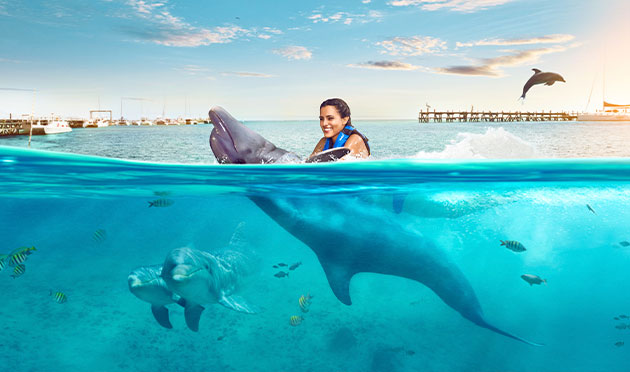 Dolphin Swim Adventure 