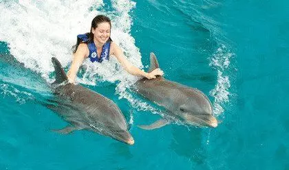 Dolphin Royal Swim Plus 
