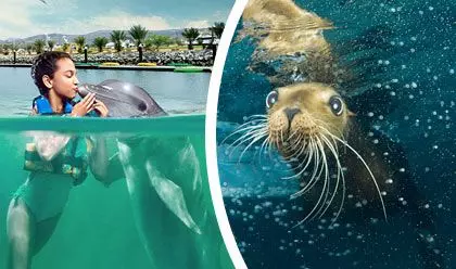 Dolphin Royal Swim Plus + Sea Lions 