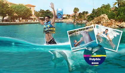 royal swim swim with dolphins in dolphin discovery