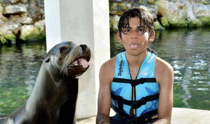 Sea Lion Discovery 