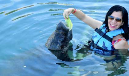 Manatee Encounter 