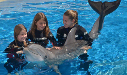 Dolphin Encounter