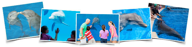 Dolphin Meet N Greet Program at Panama City Beach Florida