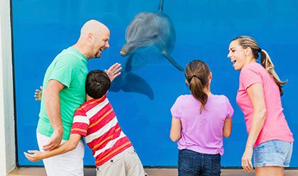 Dolphin Meet N Greet Dolphin Meet N Greet