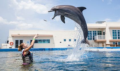 Dolphin Royal Swim Dolphin Royal Swim