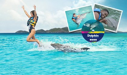 Dolphin Royal Swim Memories