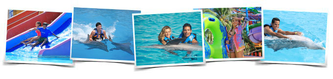 Dolphin Royal Swim Memories  Vallarta