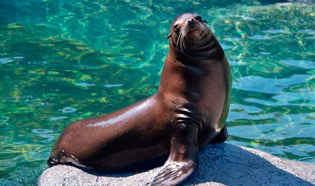 Sea Lion Discovery